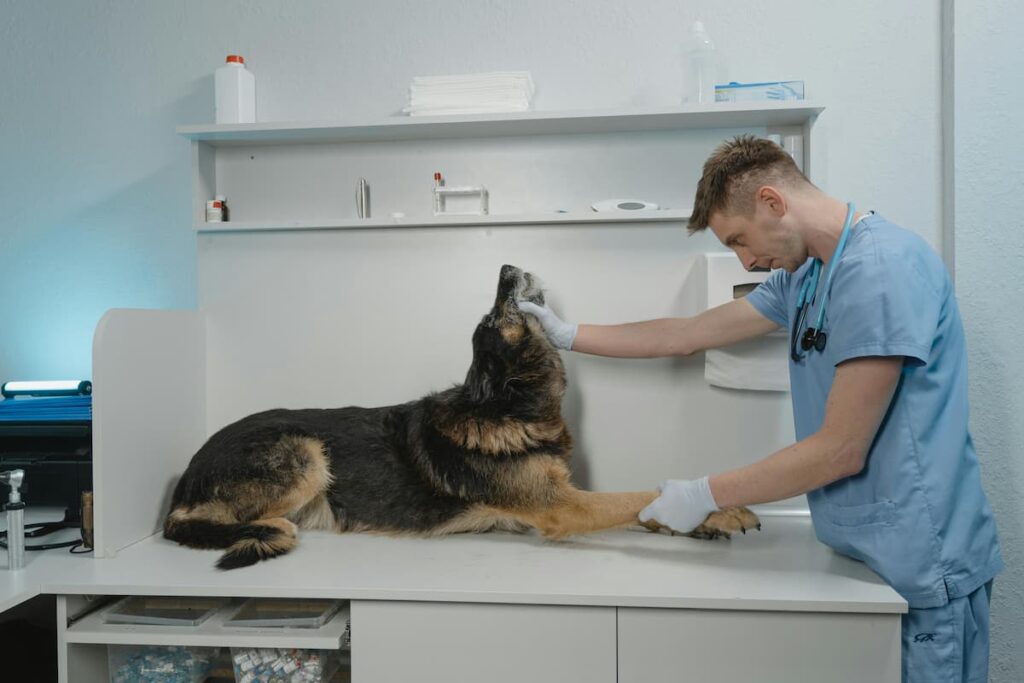 Um oncologista veterinário, analisando em seu consultório um cachorro que está deitado na mesa