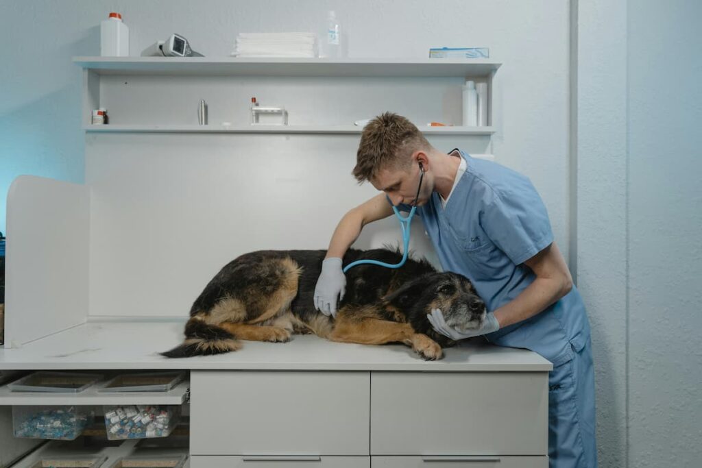 Um oncologista veterinário analisando um cachorro em seu consultório