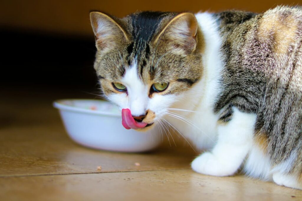 Um gato, com a língua de fora, ao lado do seu pote de comida