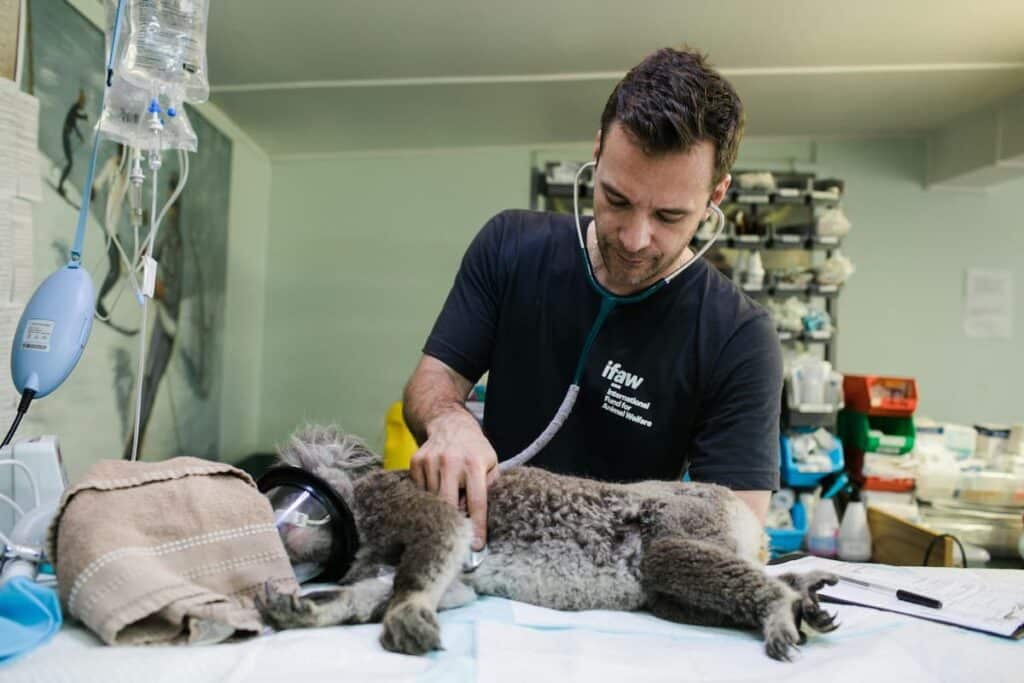 Um cardiologista veterinário analisando um animal em seu consultório