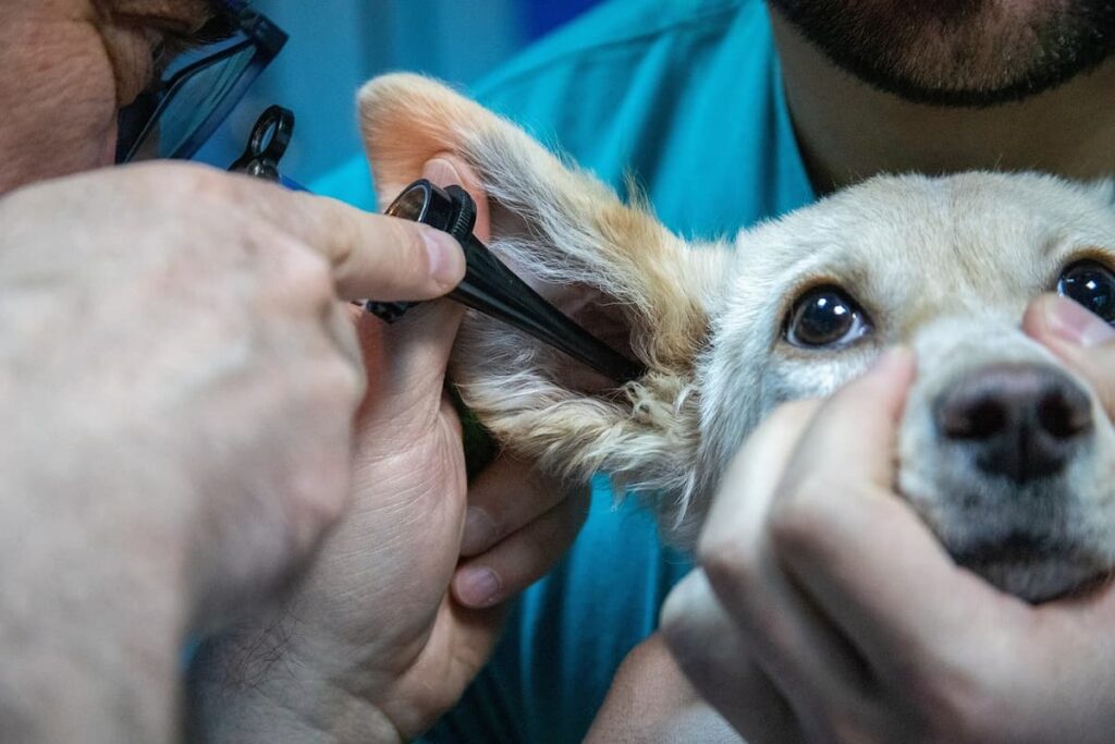 Um cachorro em um consultório veterinário