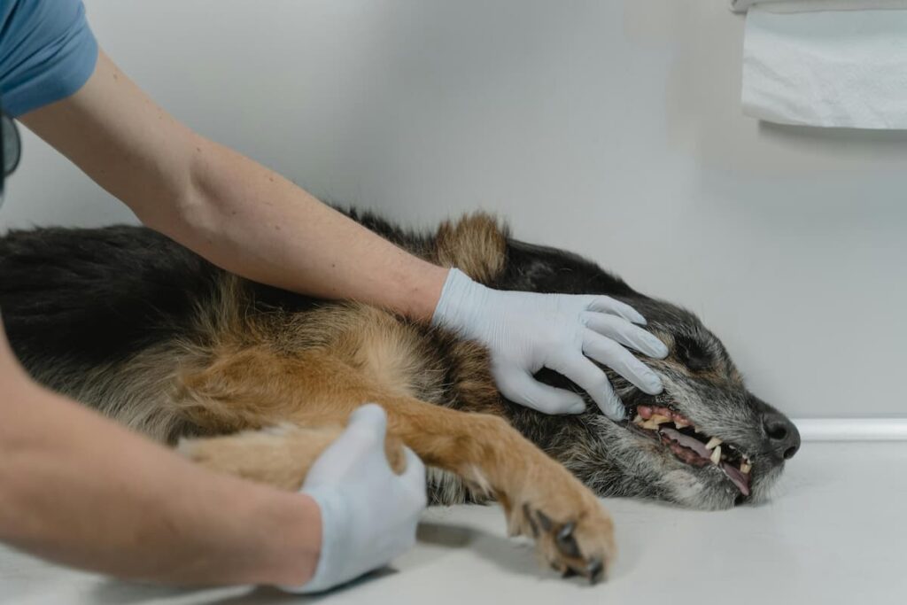 Um cachorro deitado na mesa de um consultório veterinário 