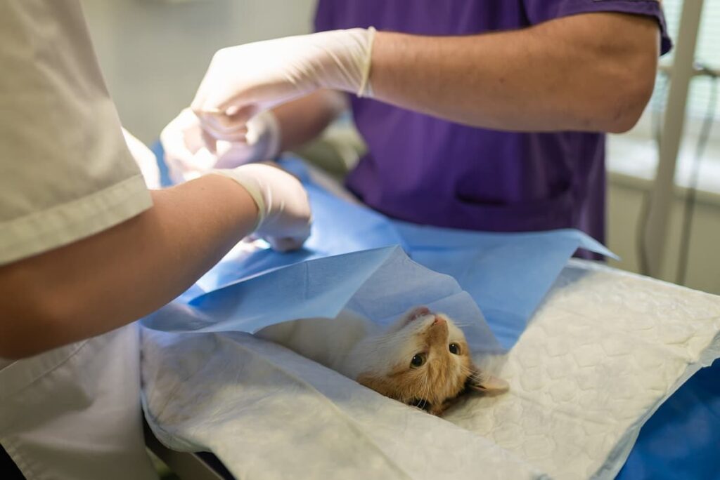 Um gato deitado na mesa de operação 