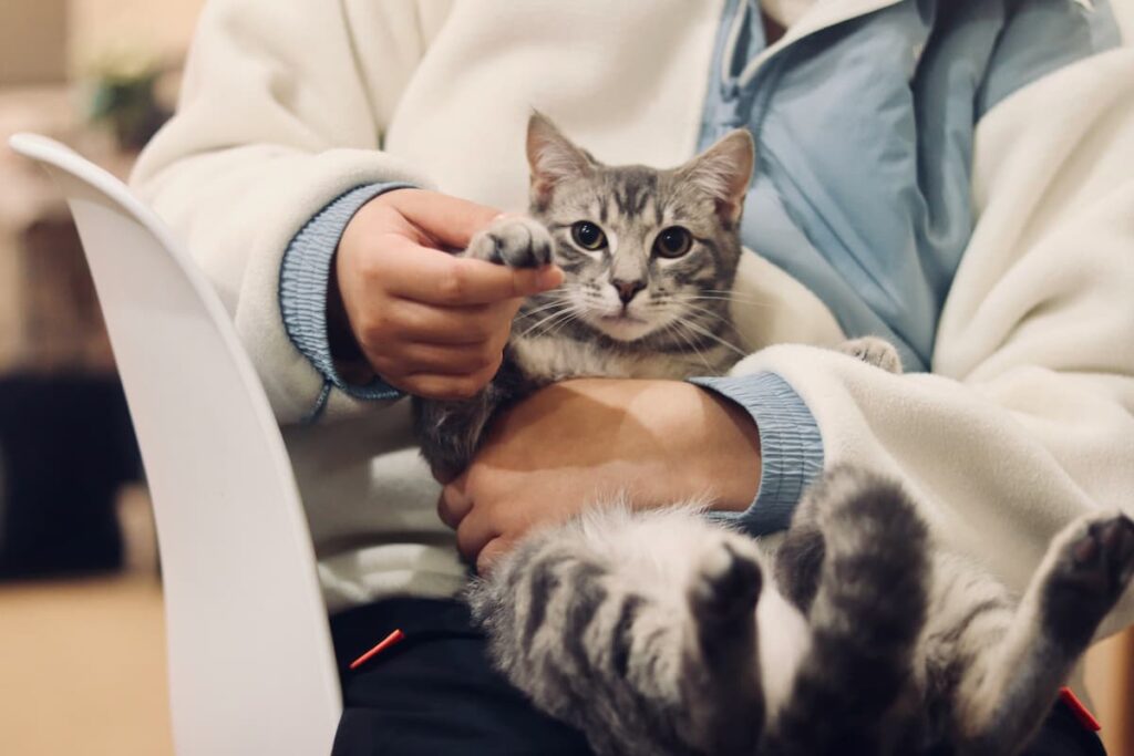 Um veterinário segurando o gato em seu colo