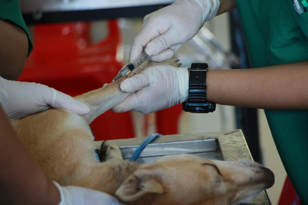 Um veterinário anestesista, aplicando injeção na pata de um cachorro