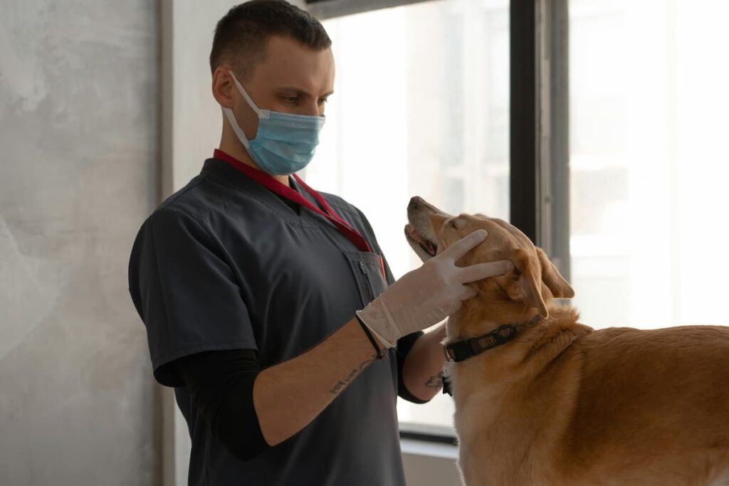 Um veterinário analisando o cachorro em seu escritório