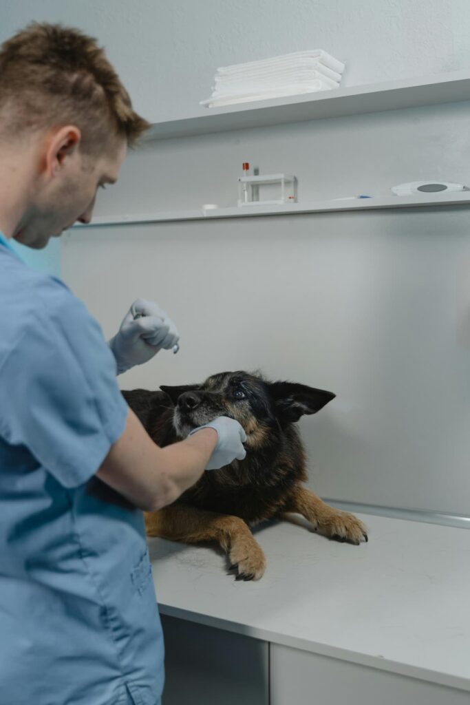 Um cachorro deitado na mesa de um consultório veterinário, e o médico analisando 