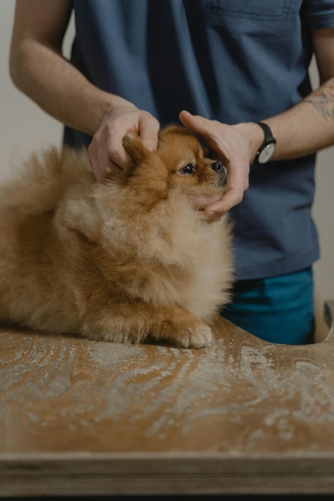 Um veterinário analisando um filhote de cachorro