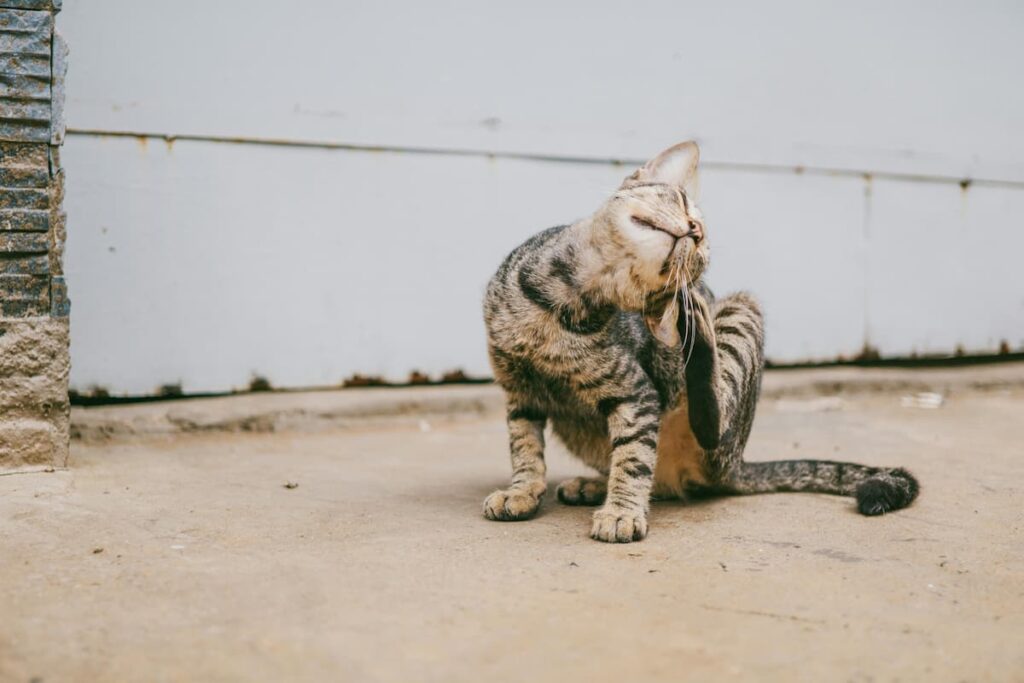 Sarna em gatos. Um gato sentado na rua se coçando