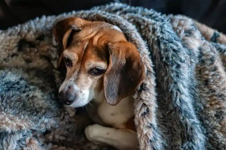 Cachorra no Cio: principais sintomas e como lidar