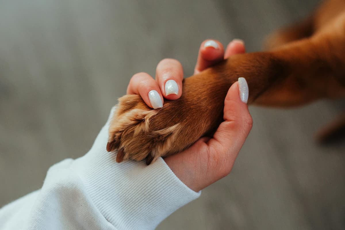 Uma mulher segurando a pata de um cachorro 