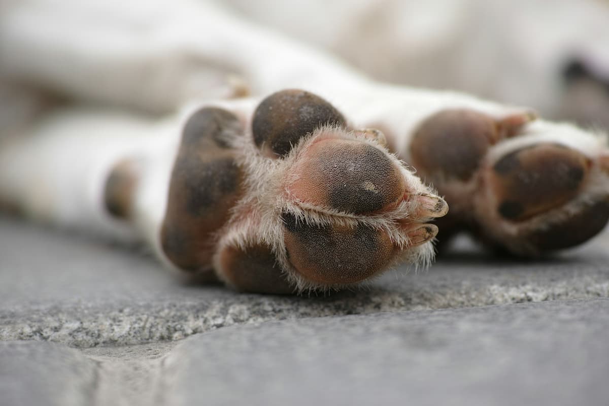 Foto de uma pata de cachorro 