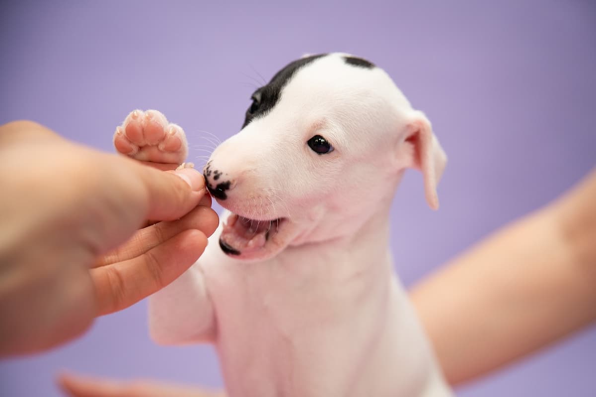Um filhote de cachorro mordendo a pata