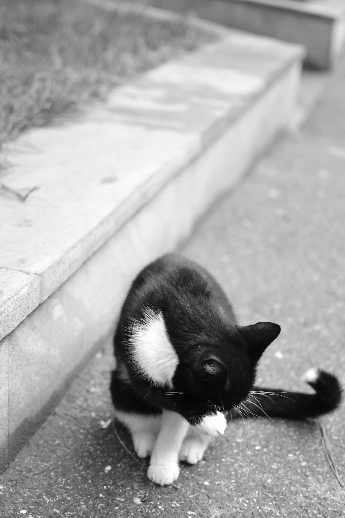 Gato sentado no chão se coçando 