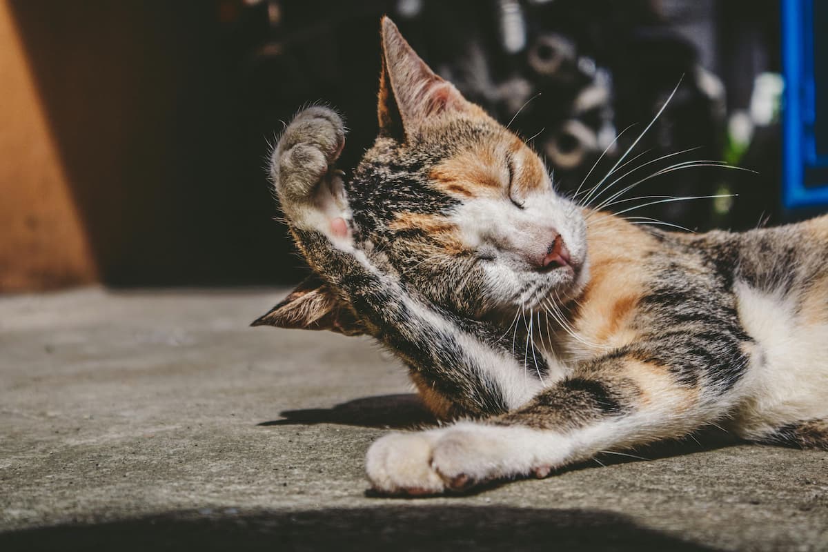 Gato deitado na própria pata 