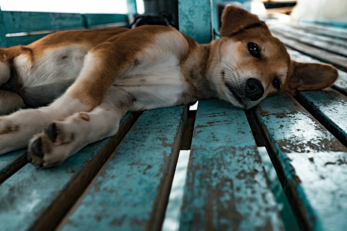 Um cachorro deitado no banco de madeira 