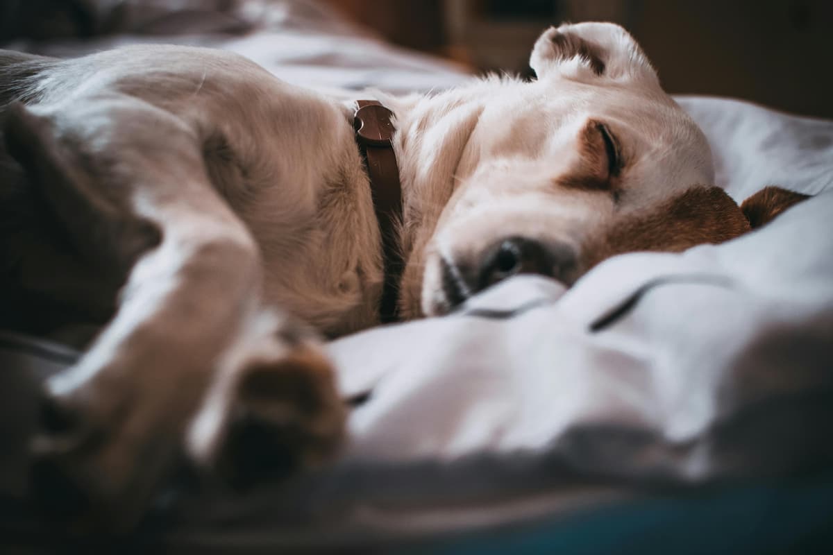 Um cachorro deitado e dormindo