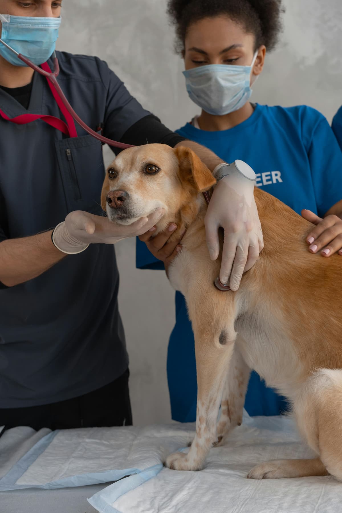 Dois cardiologistas veterinários analisando um cachorro em um consultório