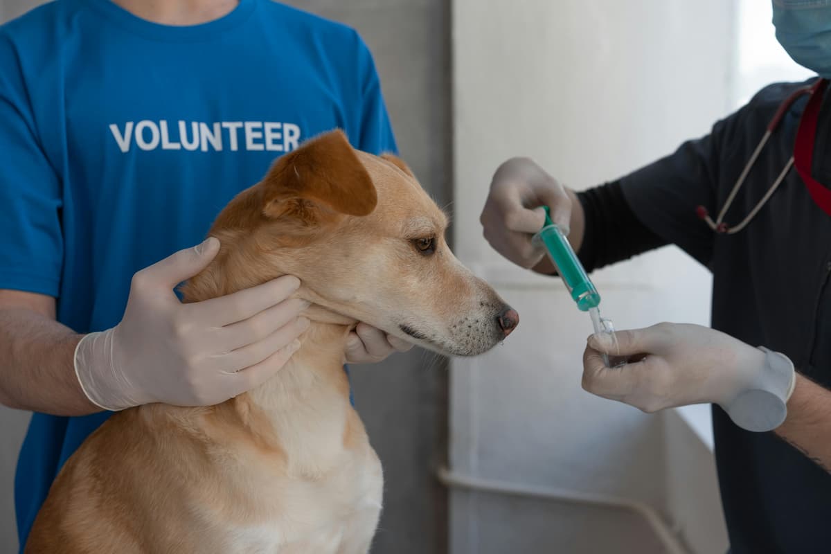 Um veterinário preprando um medicamento para dar ao cachorro