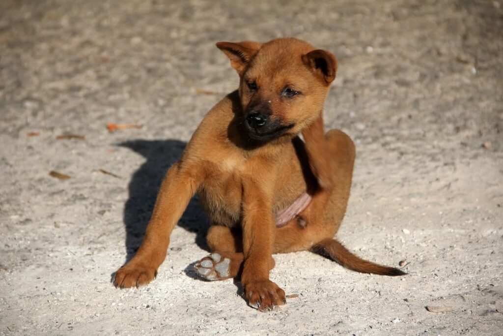 Um filhote de cachorro sentado coçando seu rosto com sua pata