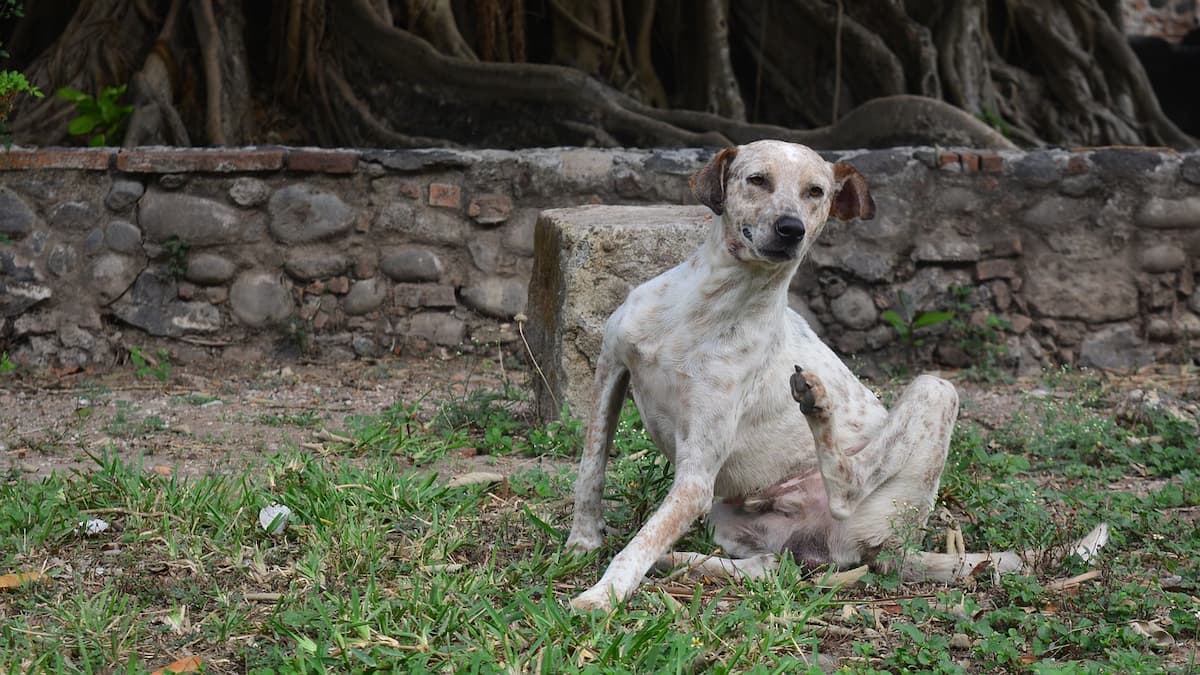 Sarna em cachorro. Um cachorro se coçando na grama 