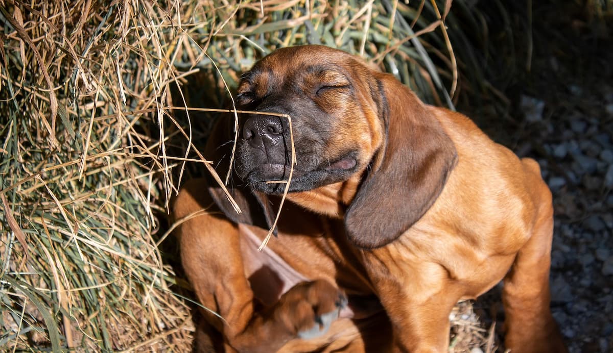 Um cachorro deitado se coçando 