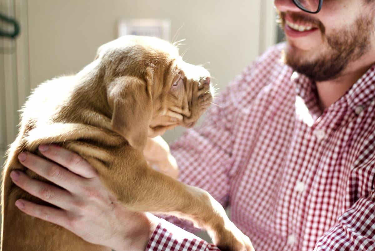 Uma pessoa segurando um filhote de cachorro