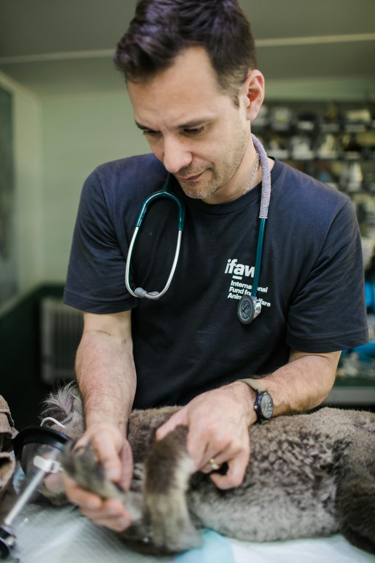 Um veterinário analisando o animal