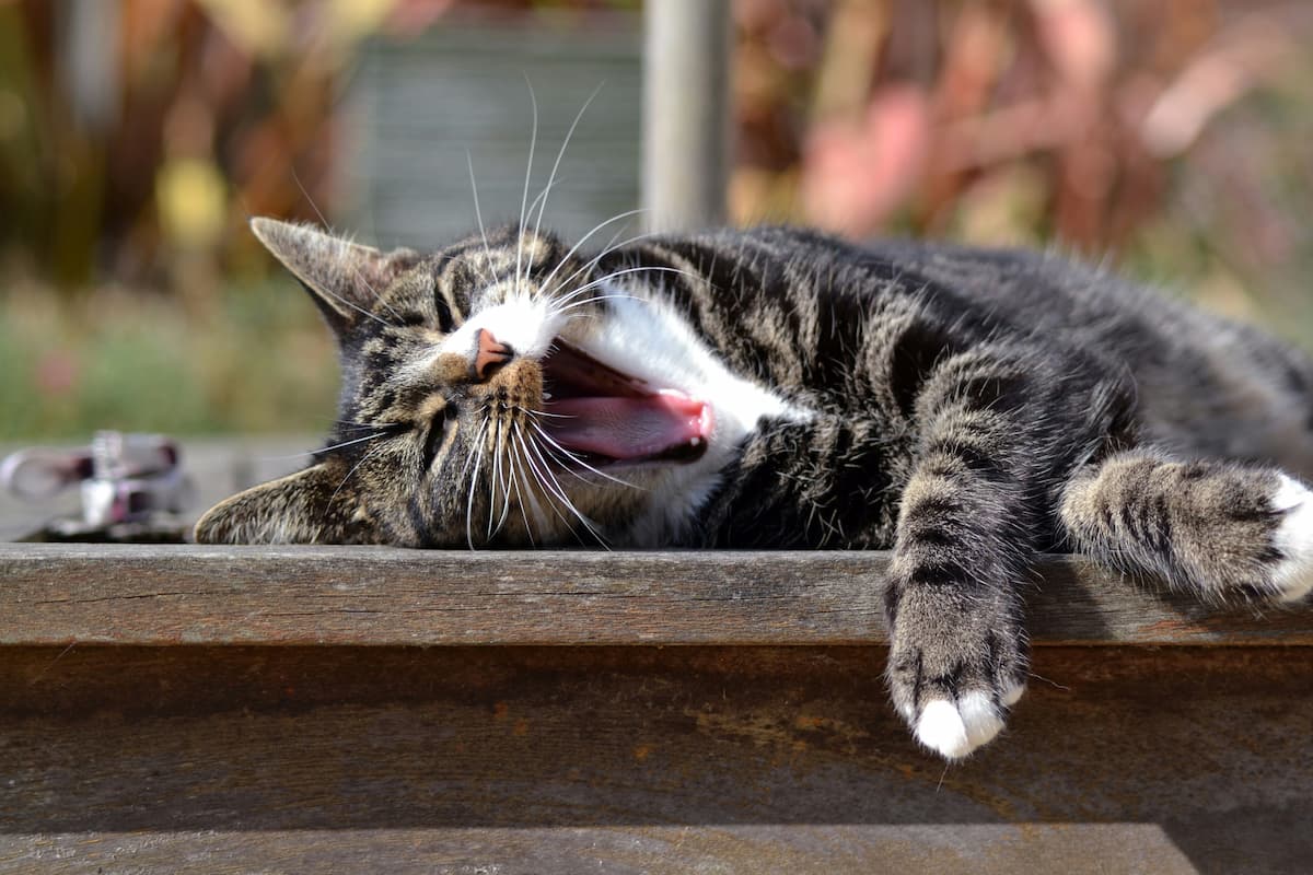 Um gato deitado em um banco de madeira abrindo a boca