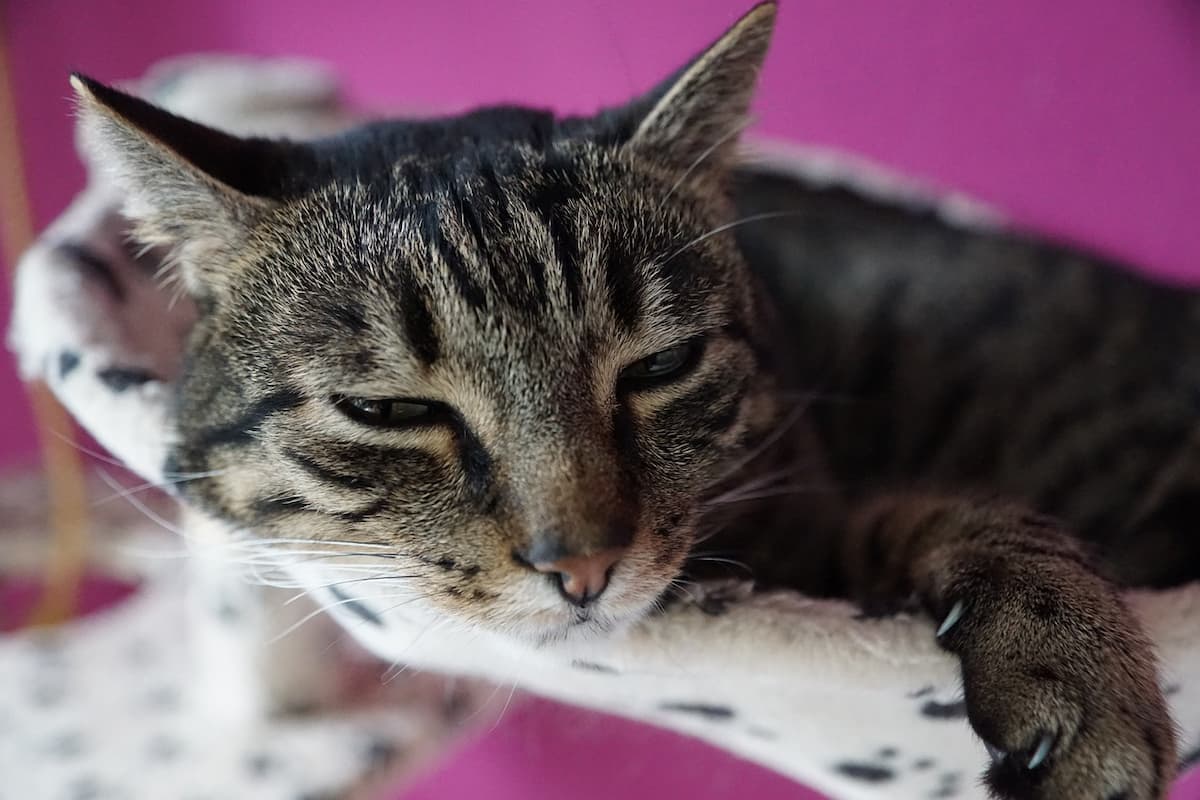 Um gato deitado