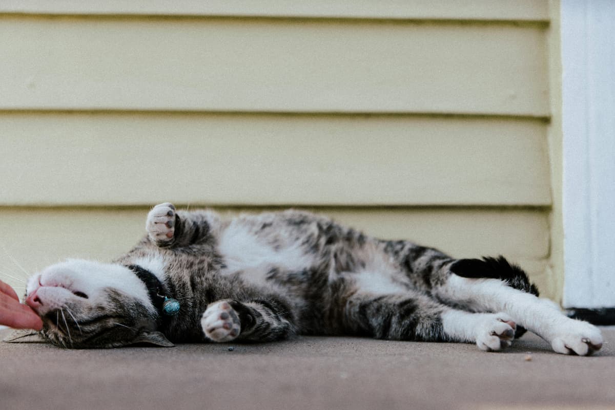 Um gato deitado no chão 