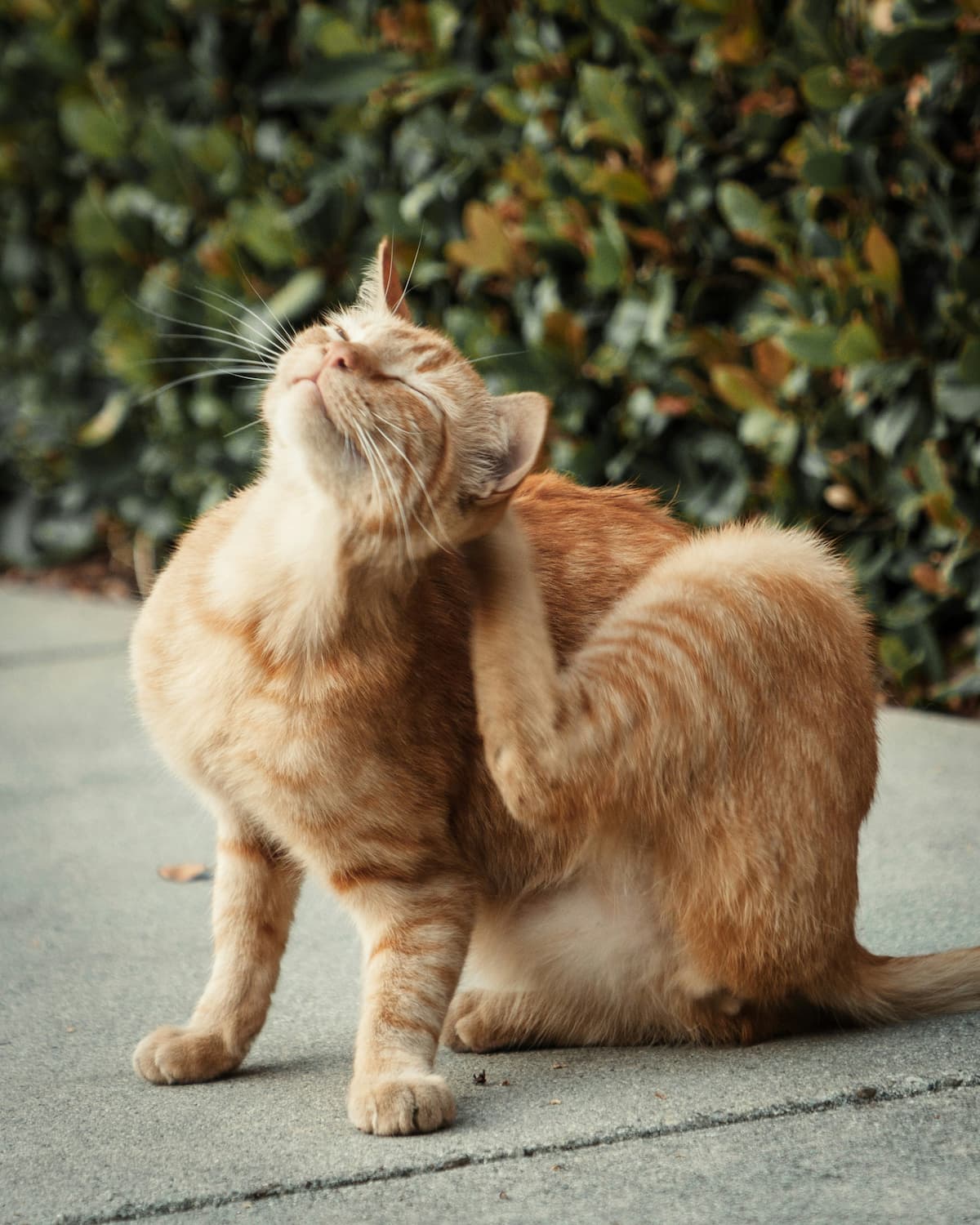 Um gato se coçando sentado no chão