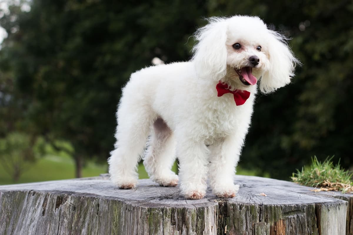 Poodle em um tronco de madeira 