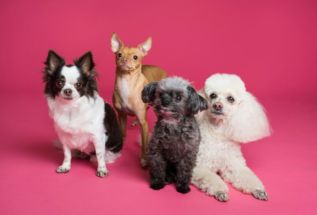 Quatro cachorros de diferentes raças, olhando para a foto