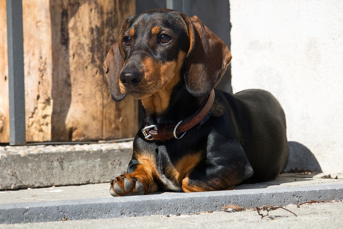 Dachshund preto com caramelo deitado no sol