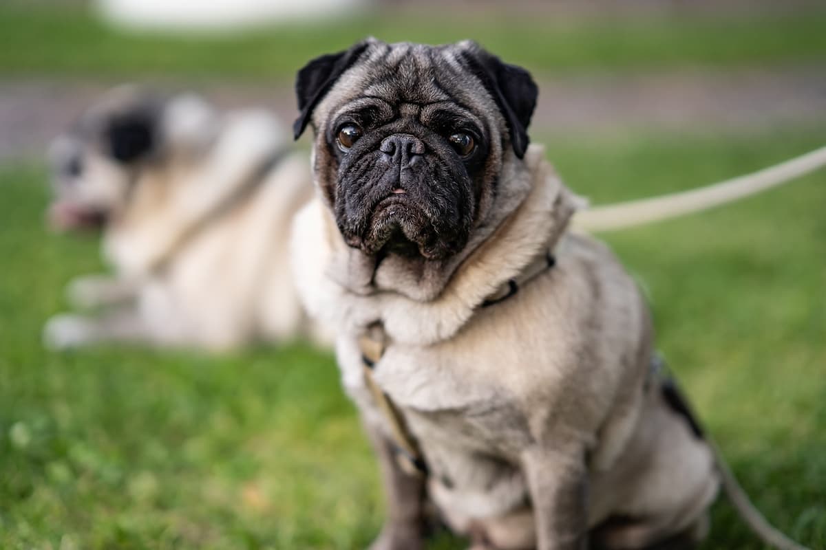 Um pug sentado na grama olhando para a foto