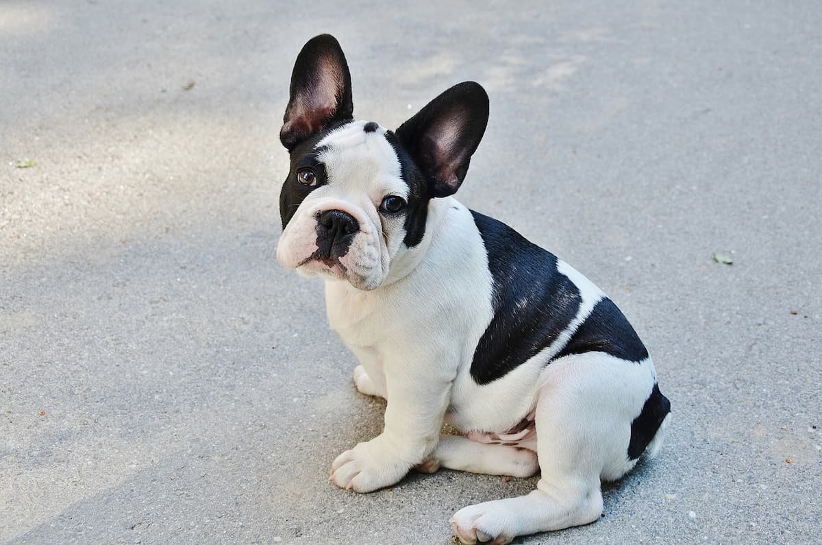 Buldogue Francês com manchas pretas, sentado olhando para a foto 