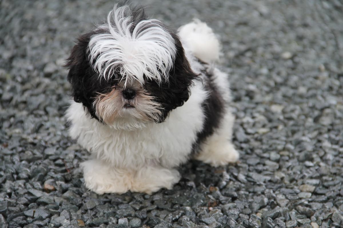 Shih Tzu preto com branco 