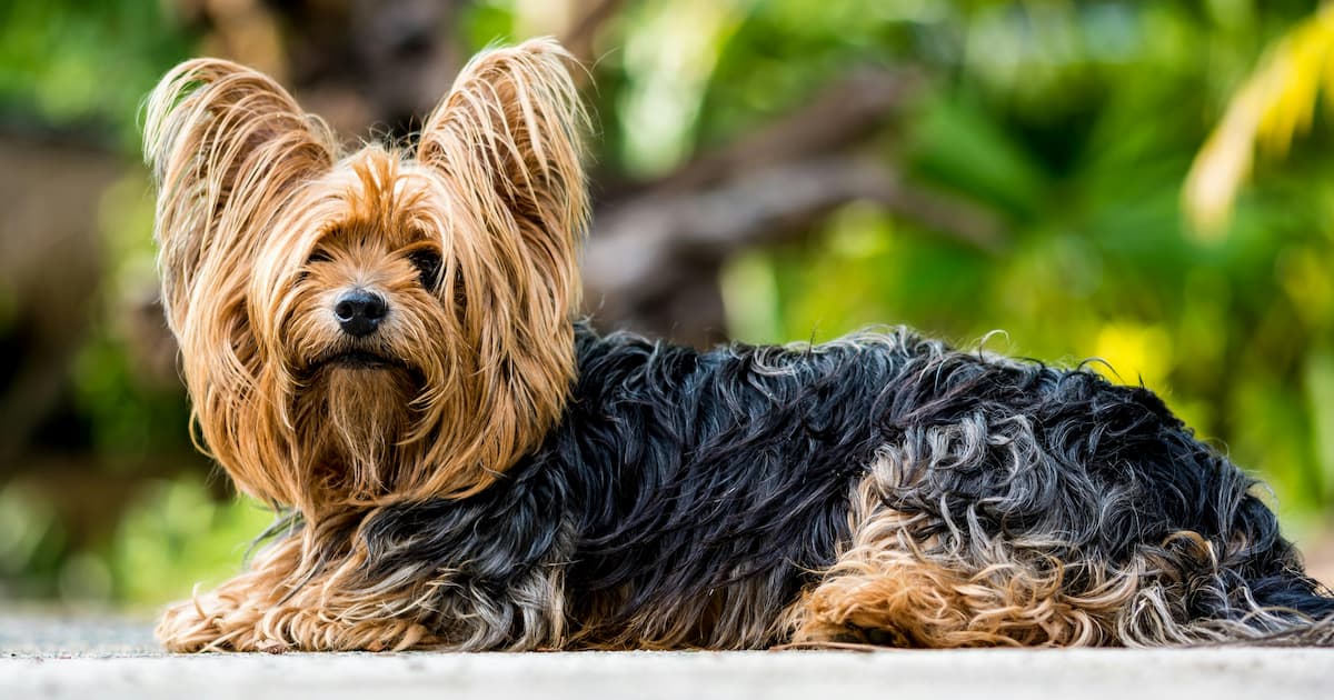 Yorkshire Terrier deitado em um banco 