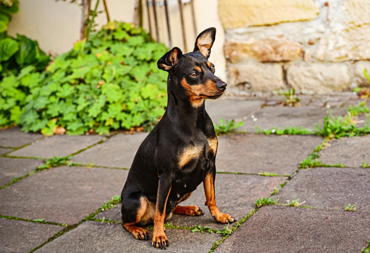 Pinscher preto com caramelo sentado em uma calçada 