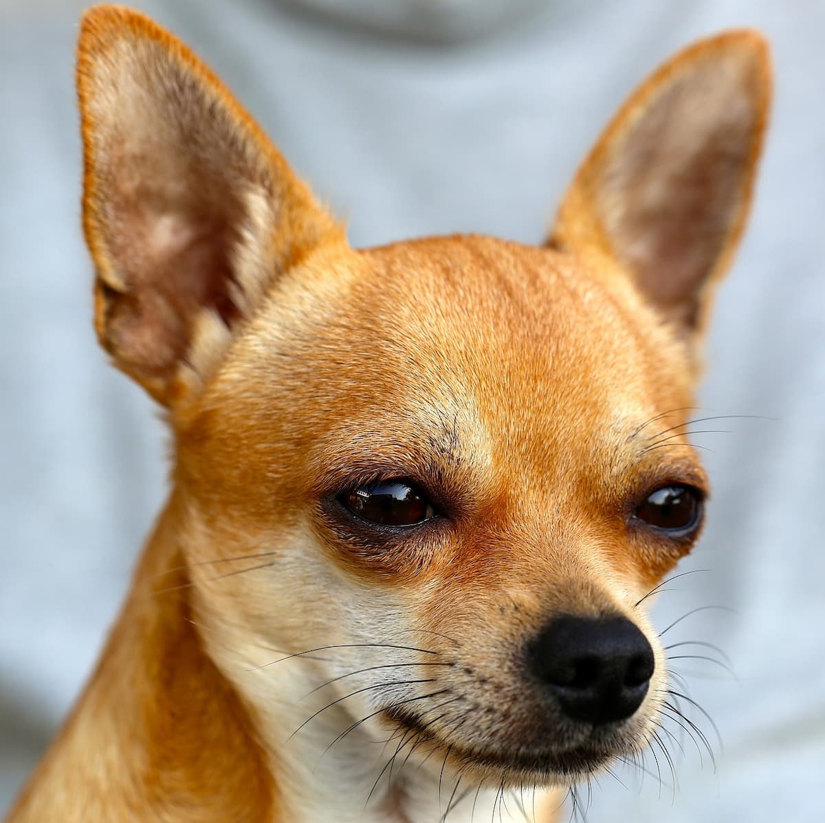 Chihuahua caramelo 