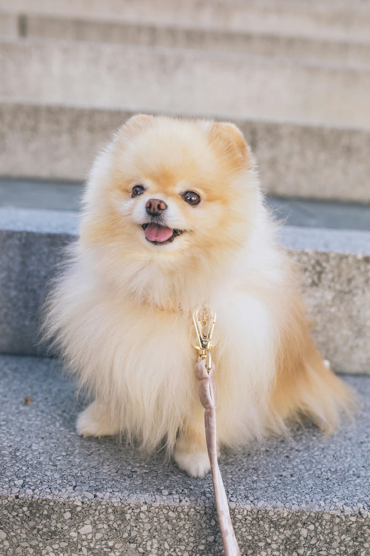 Lulu da Pomerânia sentado em uma escada com uma coleira 