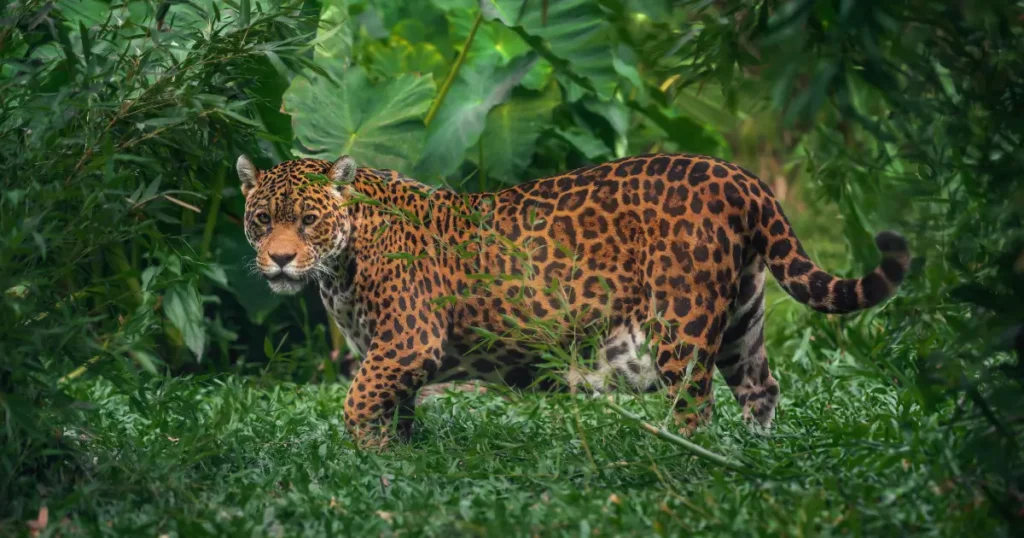 Onça-pintada grande em uma floresta. Esse é um dos mais conhecidos animais silvestres brasileiros.