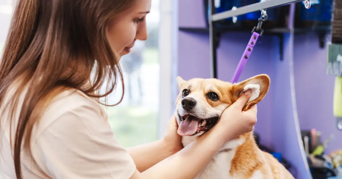 Cão recebendo limpeza de ouvido por uma mulher. Entender como limpar ouvido de cachorro é importante para garantir a higiene e o bem-estar do seu pet.