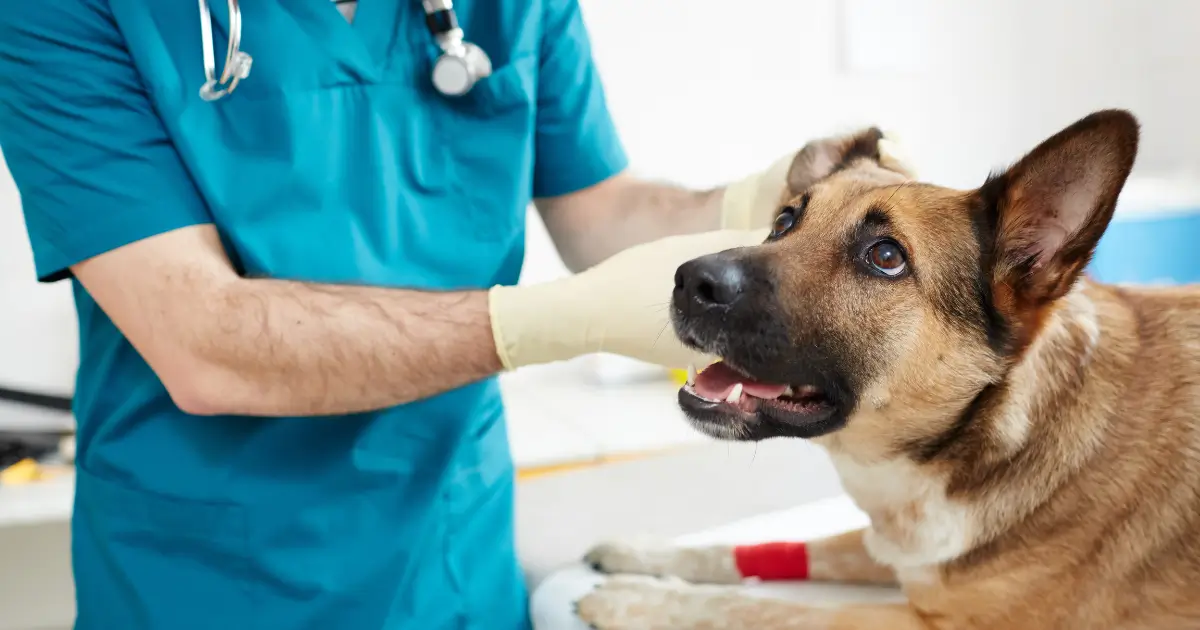 Cão de porte grande sendo examinado. Se aprofundar na maneira de como tratar cachorro com ouvido inflamado é essencial para o bem-estar do seu pet.