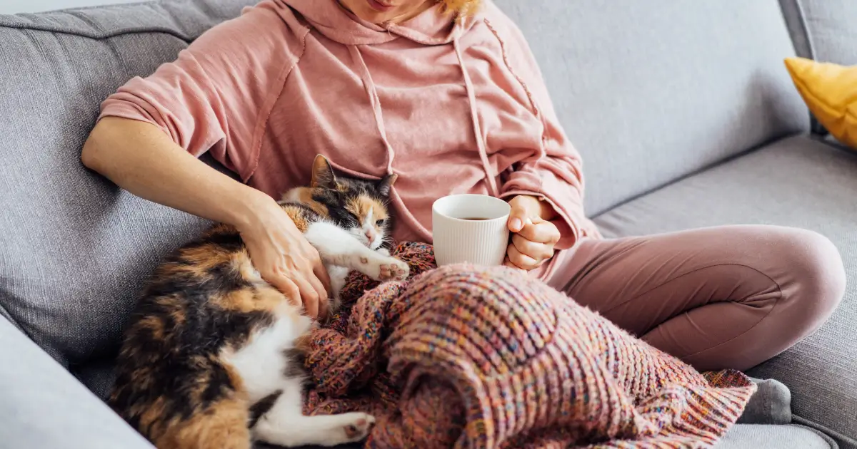 Gata de pelagem mesclada de três cores no colo de sua tutora. O comportamento de gata no cio demanda mais carinho e atenção.