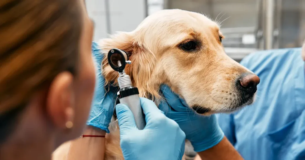 Cachorro da raça golden sendo examinada por uma uma veterinária. A jornada de medicina veterinária preventiva é essencial para garantir o bem-estar de pets.