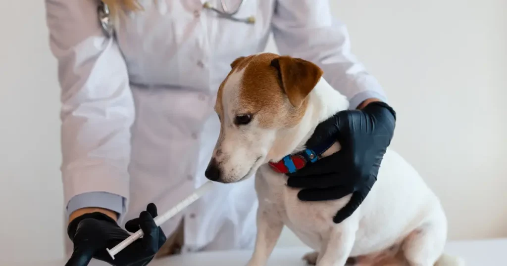 Cão branco com pelagem mesclada. Uma veterinária o abraça com uma mão enquanto a outra segura uma vacina nacional.