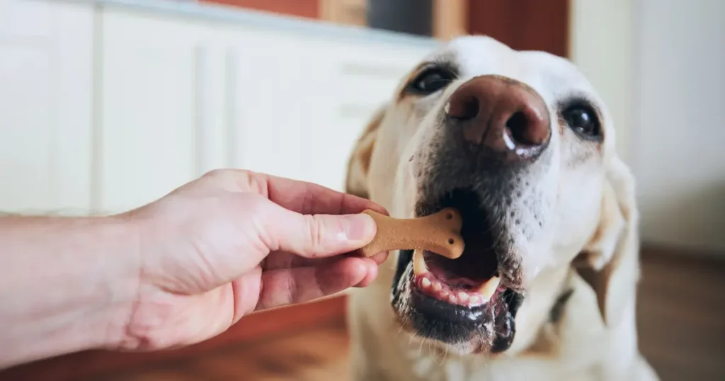 Cachorro branco grande ganhando um snack. Lembre-se que cachorro pode comer bolacha e biscoito criados para pets.