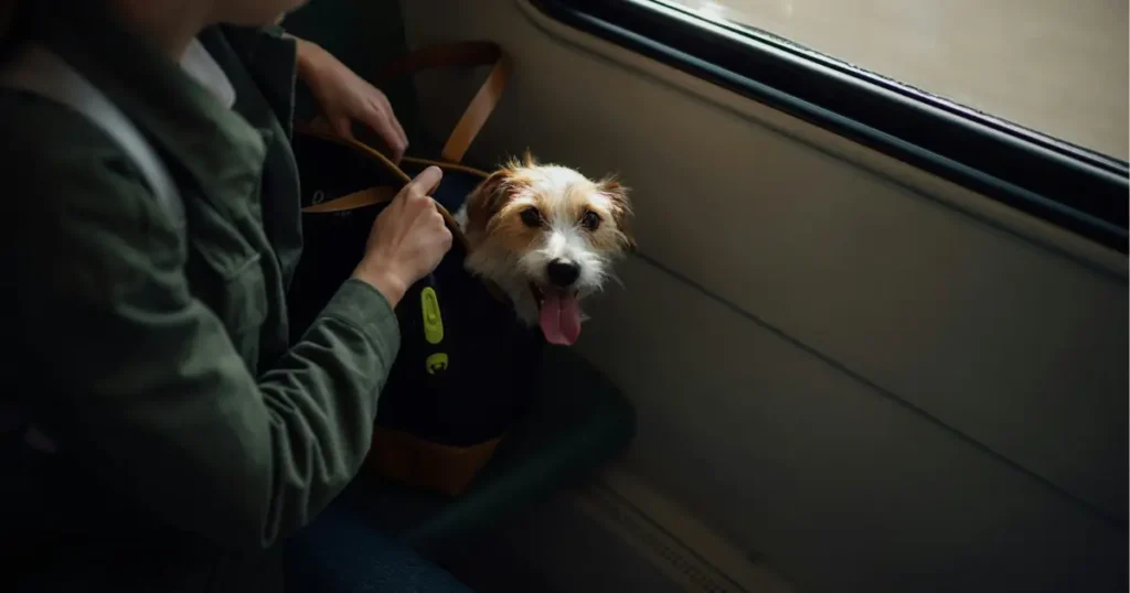 Cão branco com pelagem branca mesclada com marrom dentro de uma bolsa de viagem. Esse cachorro pode viajar de ônibus, desde que esteja seguindo as normas de transporte.